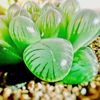 ハオルチアの育て方｜水やりのコツは？冬はどこに置く？の画像