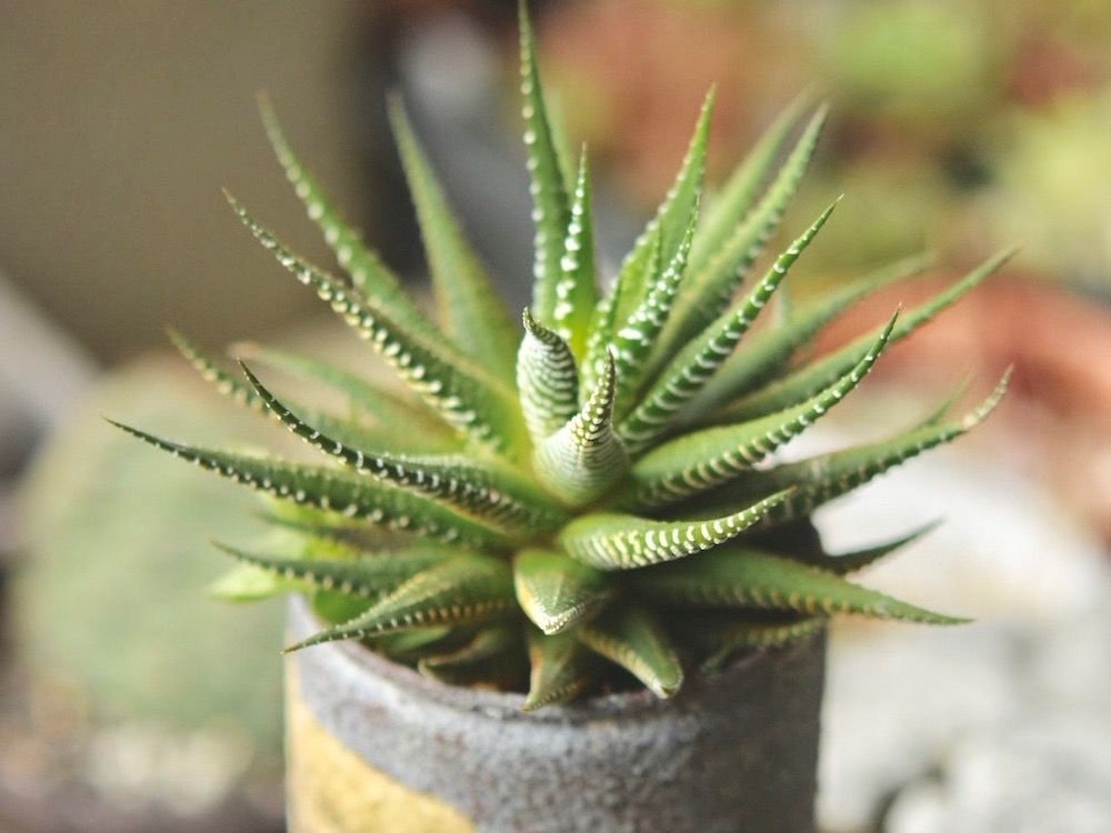 ハオルチア　鉢植え
