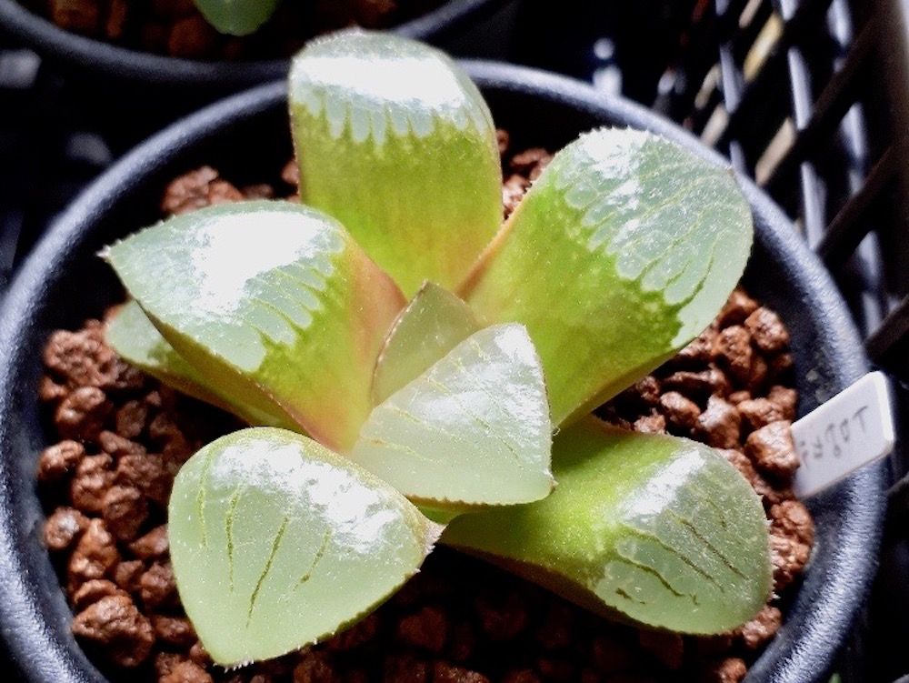 ハオルチア　鉢植え　株