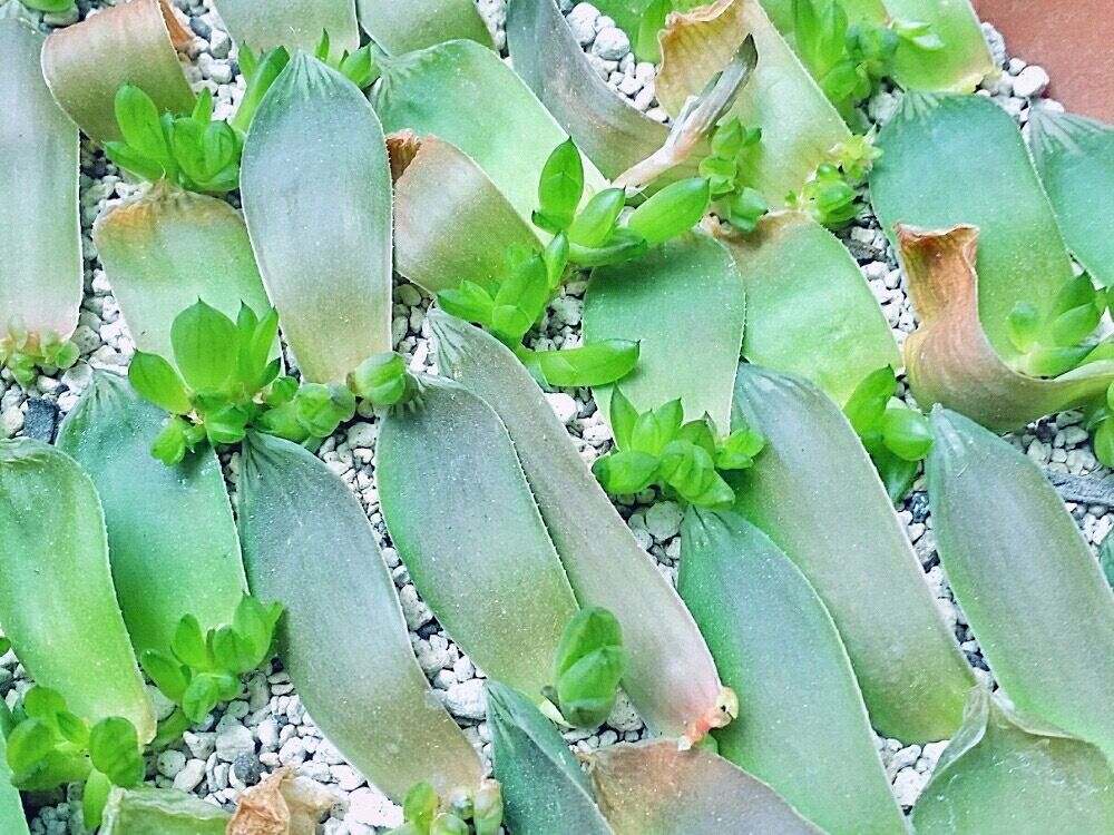 ハオルチア　葉挿し