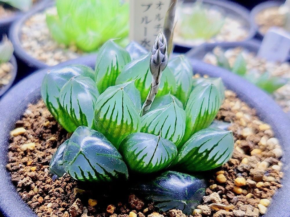ハオルチア　多肉植物　オブツーサ