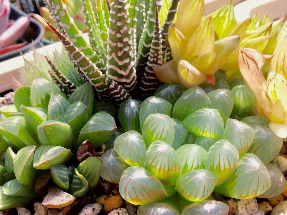 ハオルチア　多肉植物　鉢植え