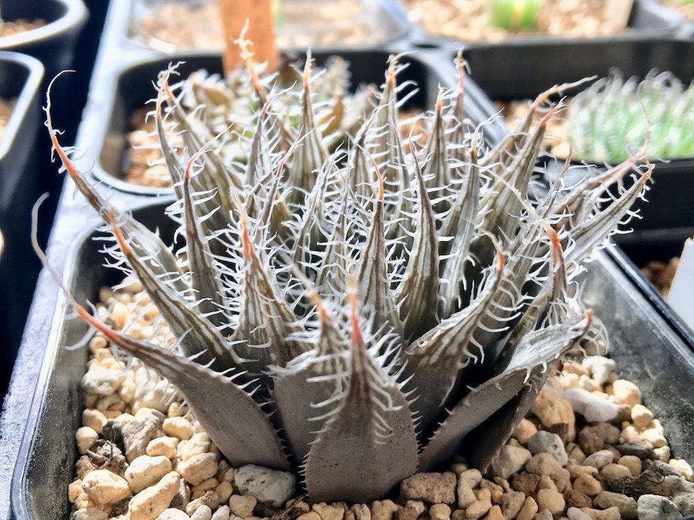 ハオルチア　鉢植え