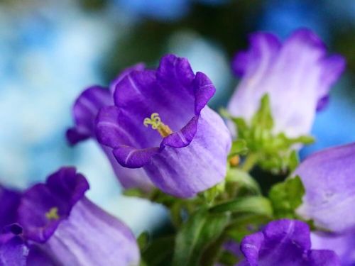 カンパニュラの花言葉 種類や花の特徴 花束におすすめ Greensnap グリーンスナップ