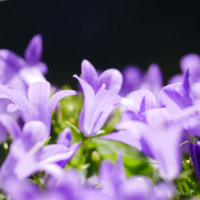 カンパニュラの花言葉｜種類や花の特徴、花束におすすめ！の画像