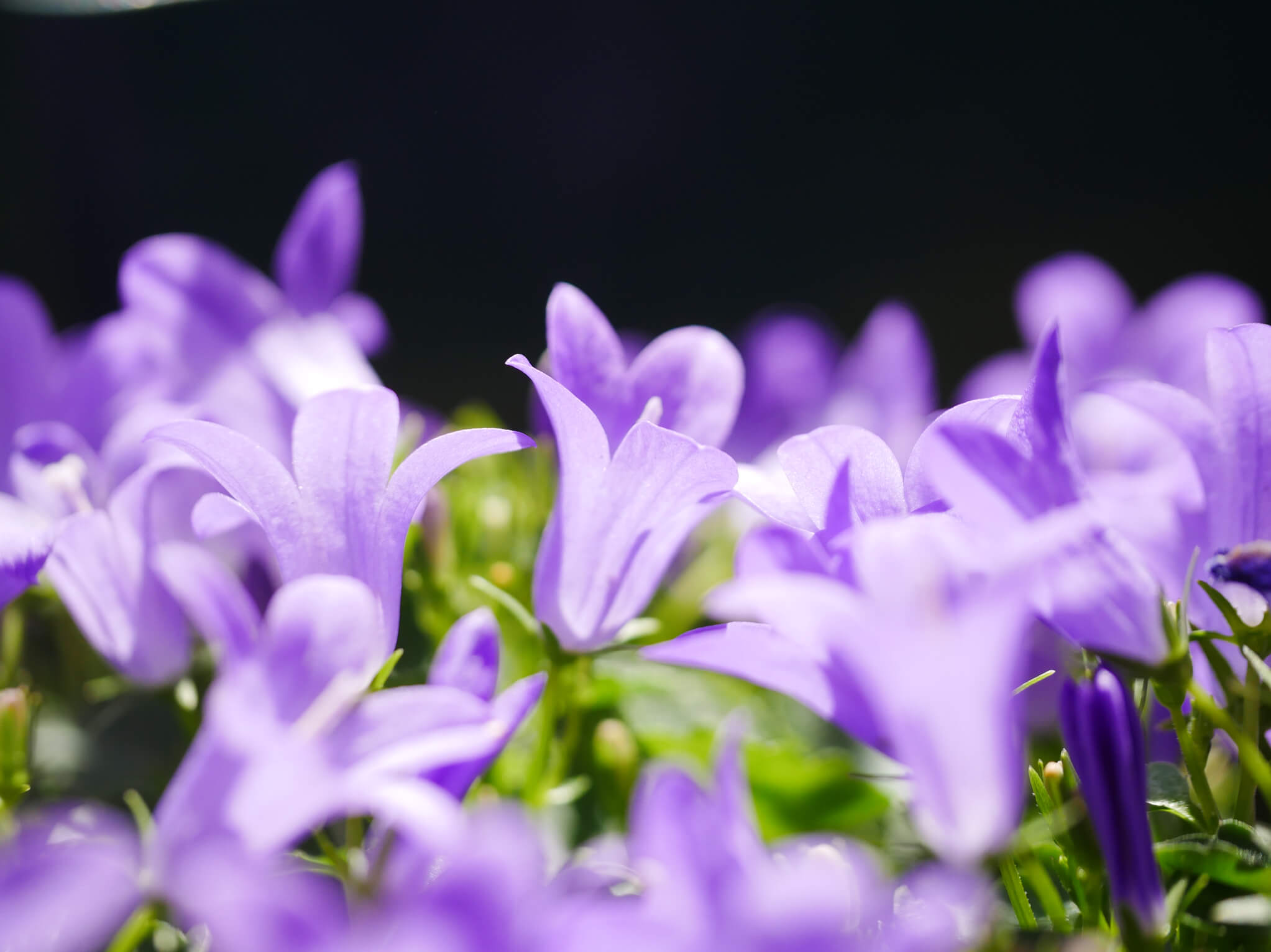 カンパニュラの花言葉 種類や花の特徴 花束におすすめ Greensnap グリーンスナップ