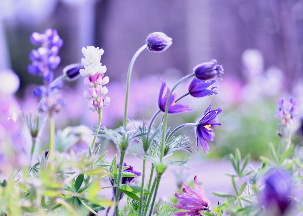 ハーブ　ハーブガーデン