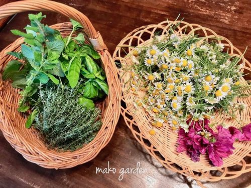 ハーブの基本の育て方 プランターで栽培するコツは 庭に地植えできる Greensnap グリーンスナップ