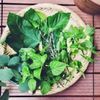 ハーブの基本の育て方！プランターで栽培するコツは？庭に地植えできる？の画像