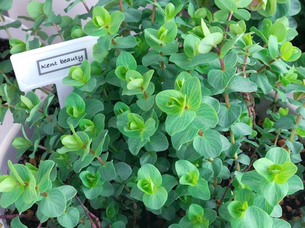 ハーブ　ハーブ　オレガノケントビューティー