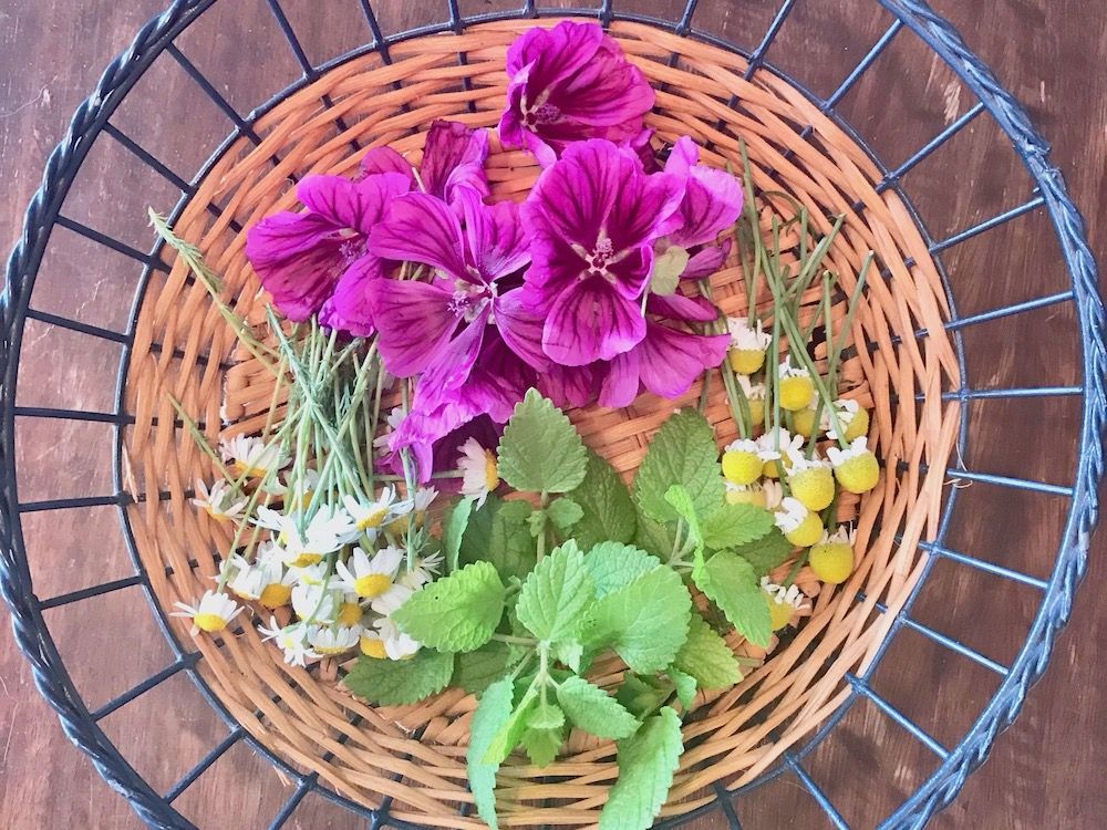 ハーブ　カモミール　バジル