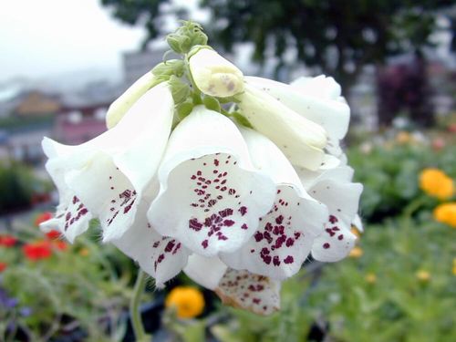 ジギタリスの花言葉 怖い意味や中毒性がある 種類や花の特徴は Greensnap グリーンスナップ