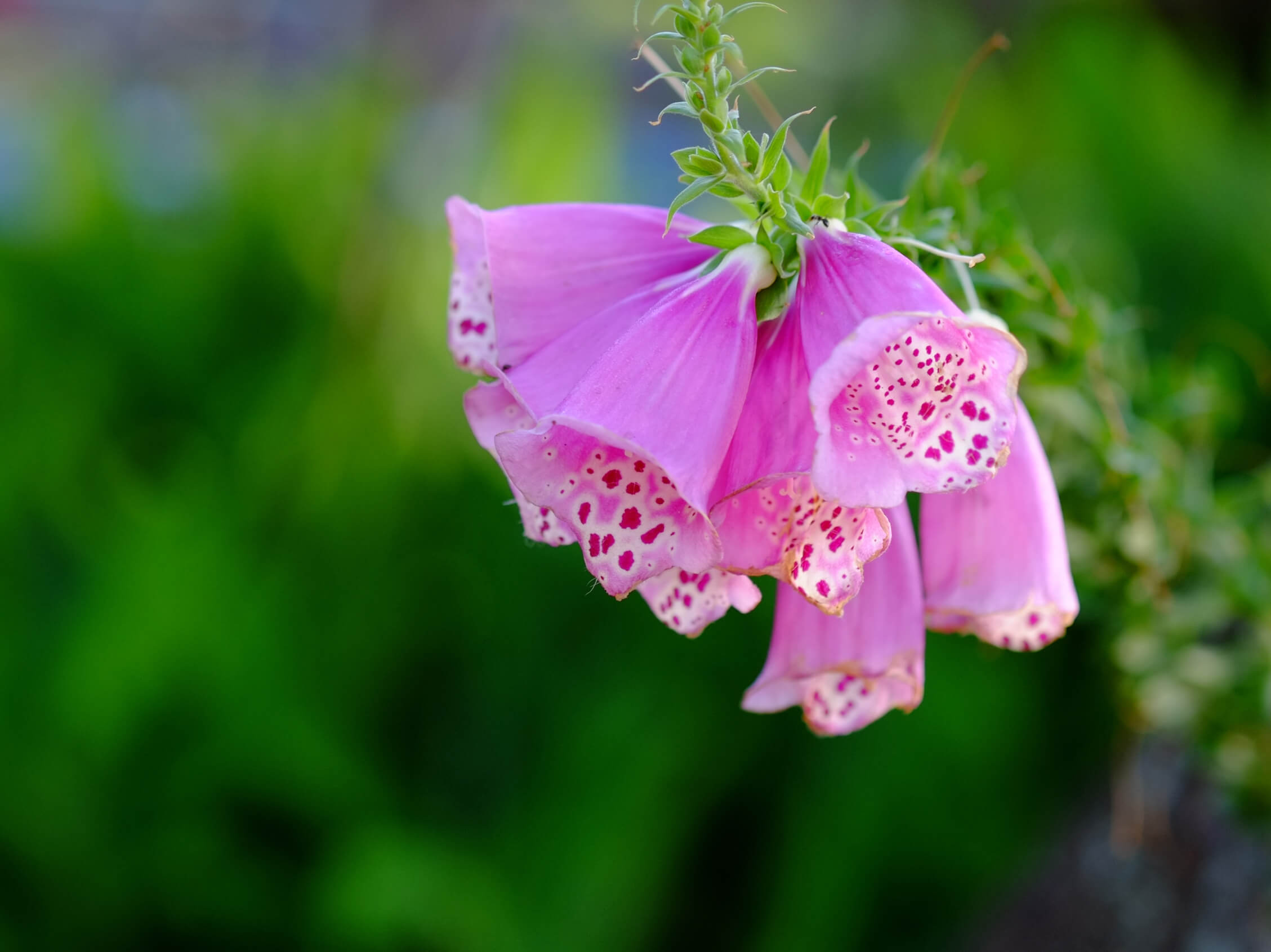 ジギタリスの花言葉 種類や花の特徴 中毒性がある Greensnap グリーンスナップ