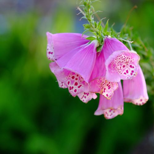 ジギタリスの花言葉 怖い意味や中毒性がある 種類や花の特徴は Greensnap グリーンスナップ