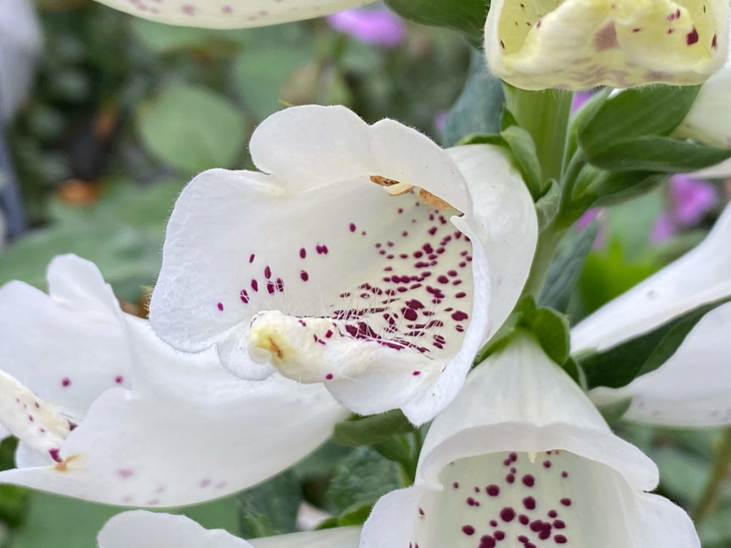 ジギタリスの花言葉 怖い意味や中毒性がある 種類や花の特徴は Greensnap グリーンスナップ