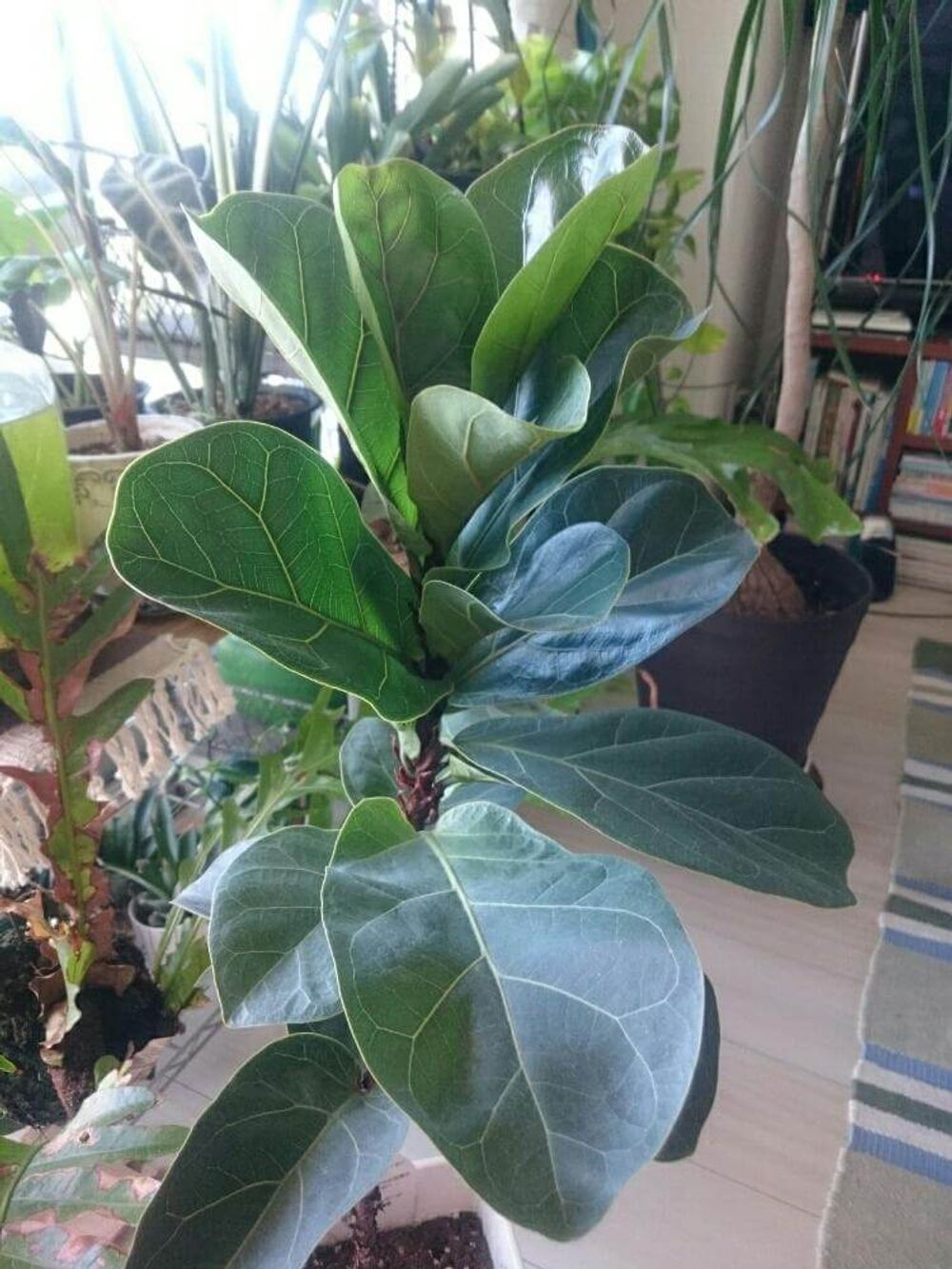 フィカス・リラータ（カシワバゴムノキ）