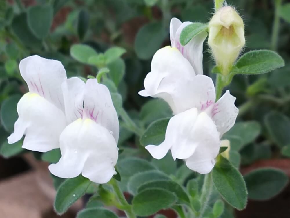 キンギョソウ・アールグレイ