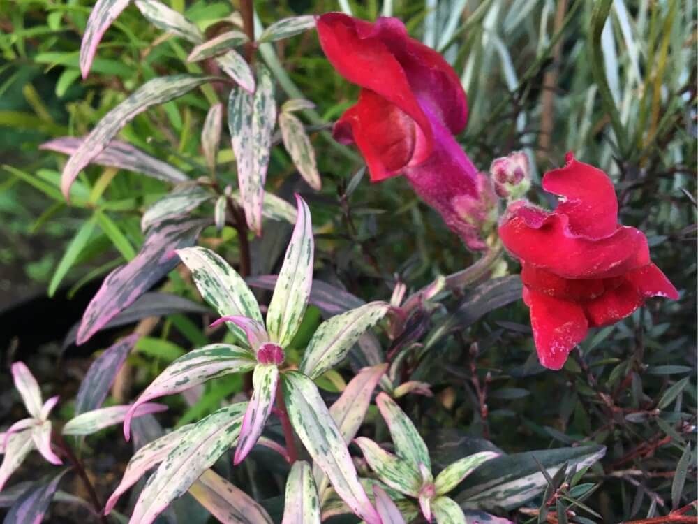 キンギョソウ・ダンシングクイーン