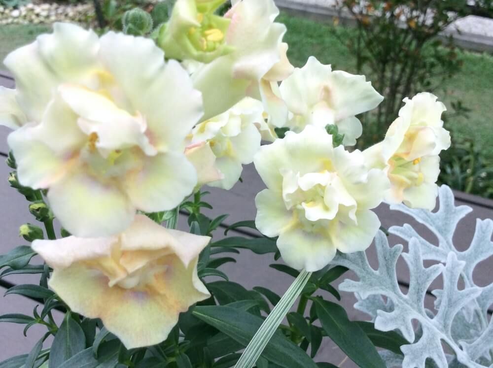 キンギョソウ・ロイヤルプリンセス