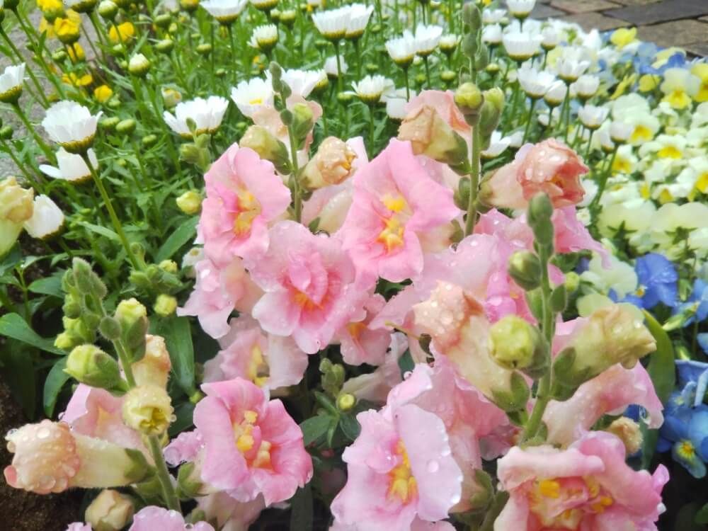 キンギョソウ・ツィーニー