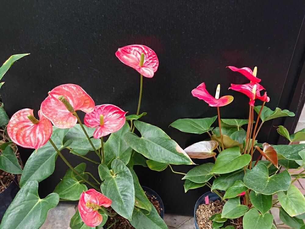 アンスリウムの花言葉 由来や種類 花の特徴は Greensnap グリーンスナップ