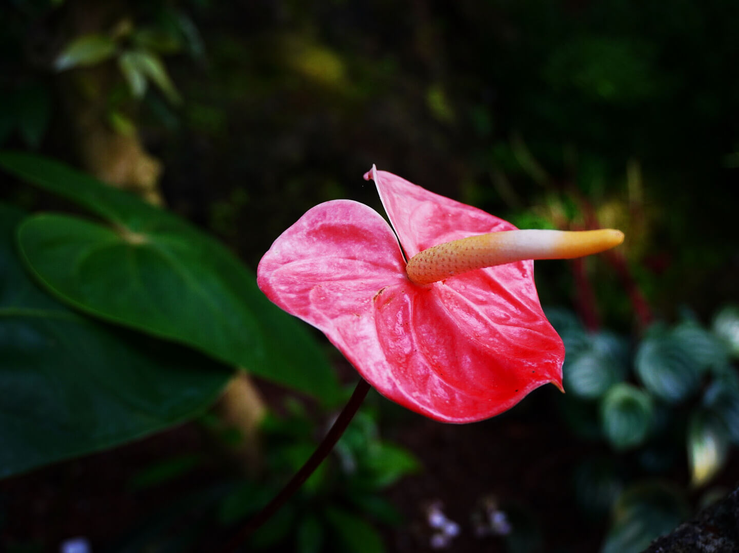 アンスリウムの花言葉 色別の意味や種類 花の特徴は Greensnap グリーンスナップ