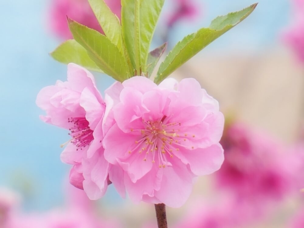 桃の花の花言葉 実にも意味があるの 由来や言い伝えとは Greensnap グリーンスナップ