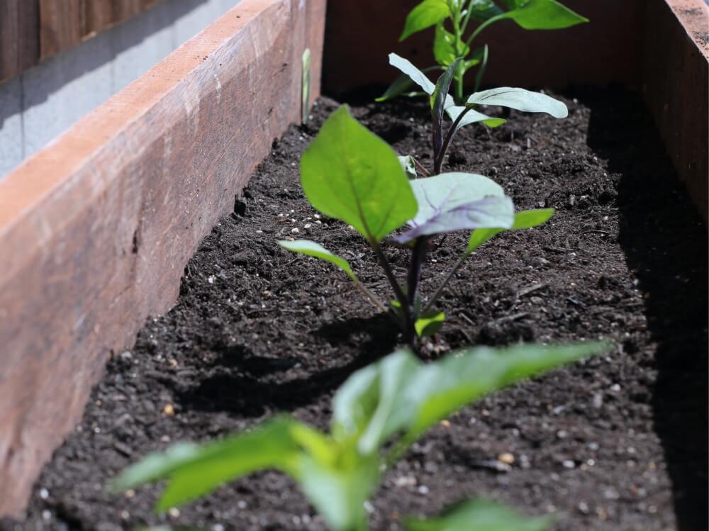 ナス 茄子 の育て方 剪定 誘引 収穫のコツは プランター栽培もできる Greensnap グリーンスナップ