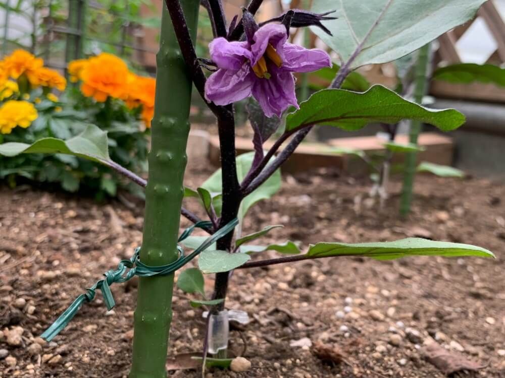 ナス　茄子　花