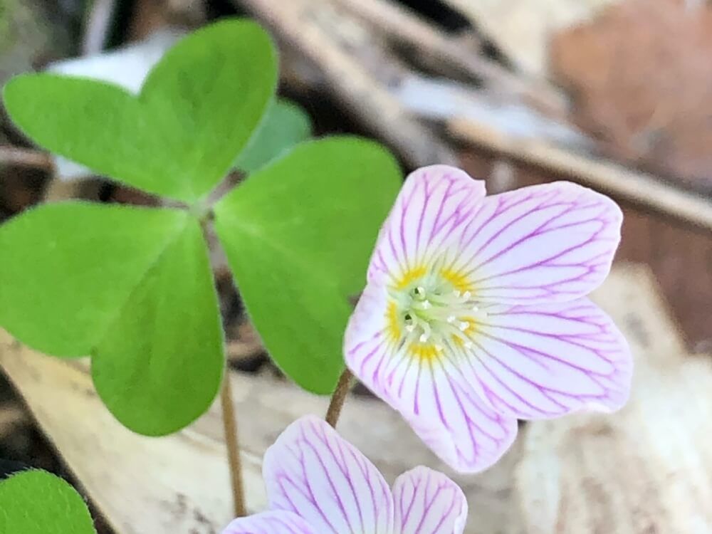 コミヤマカタバミ　薄桃色の花