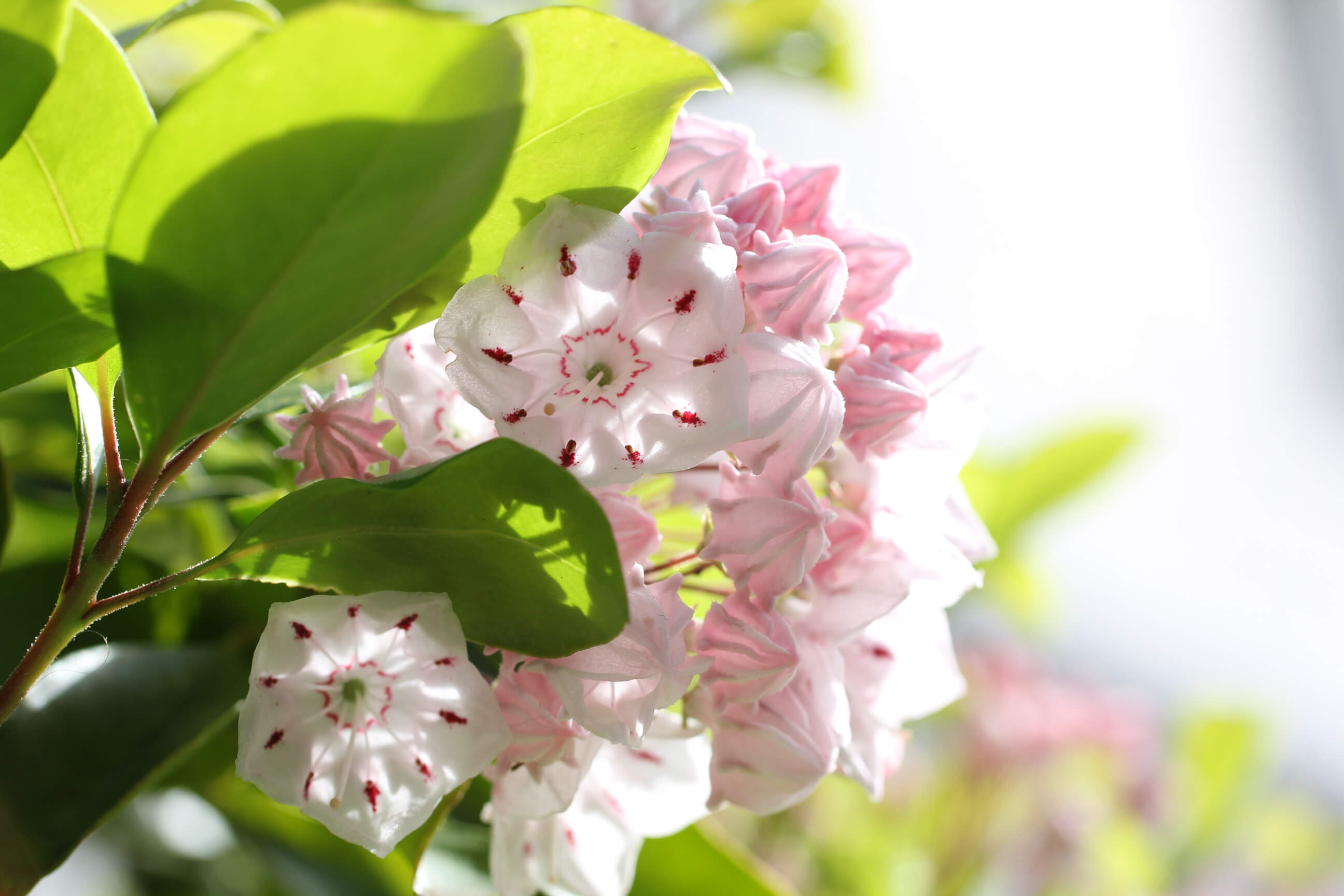 カルミアの花言葉 怖い意味がある 種類や特徴 毒性は Greensnap グリーンスナップ