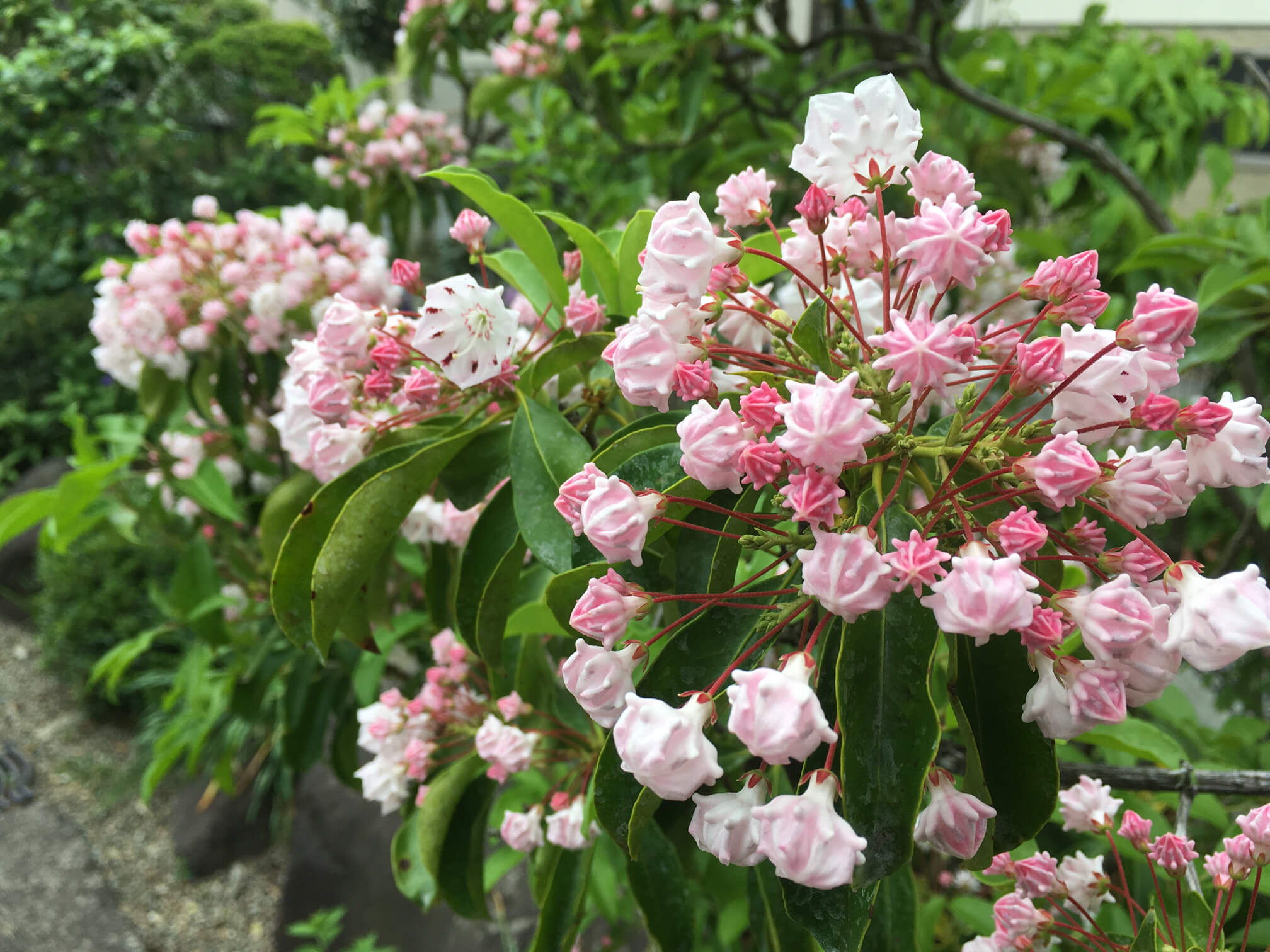 カルミアの花言葉 怖い意味がある 種類や特徴 毒性は Greensnap グリーンスナップ