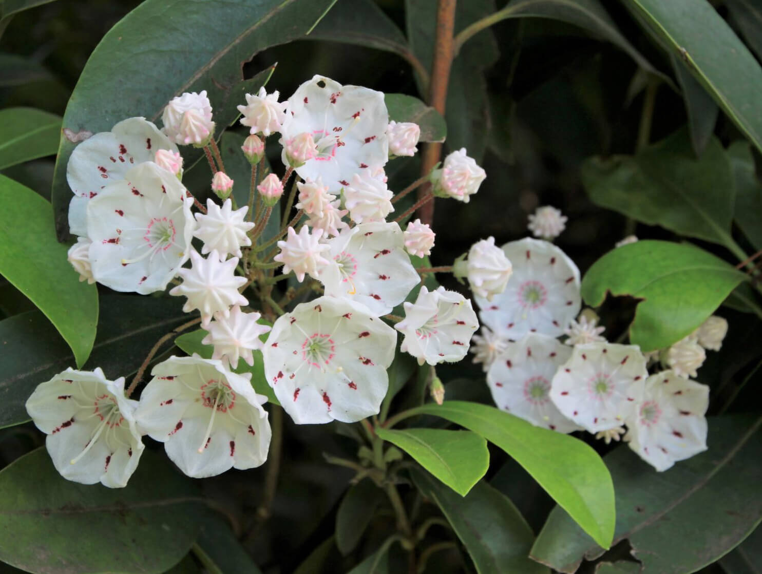 贅沢屋の カルミア 植物 観葉植物 Alrc Asia