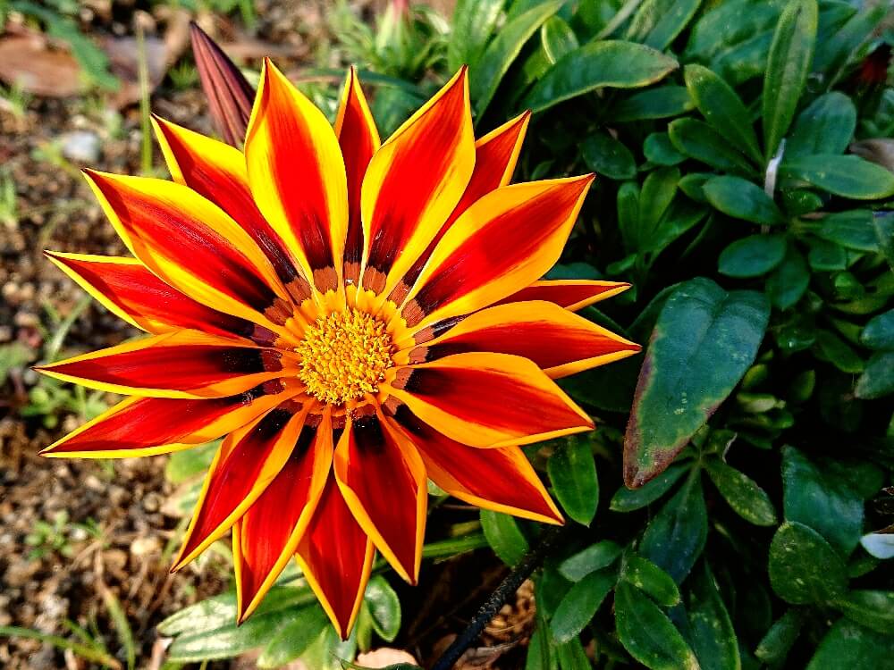 ガザニアの花言葉 種類や由来 花の特徴は Greensnap グリーンスナップ