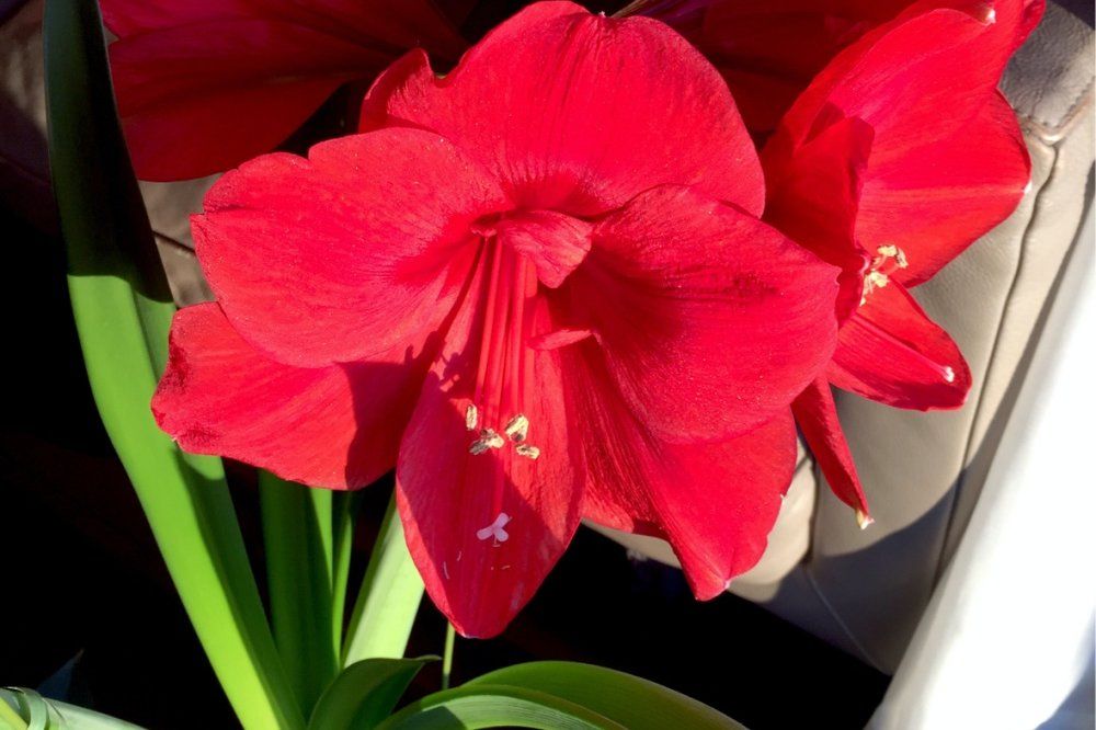 アマリリス　レッドライオン