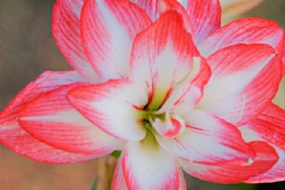 アマリリス　ブロッサムピーコック