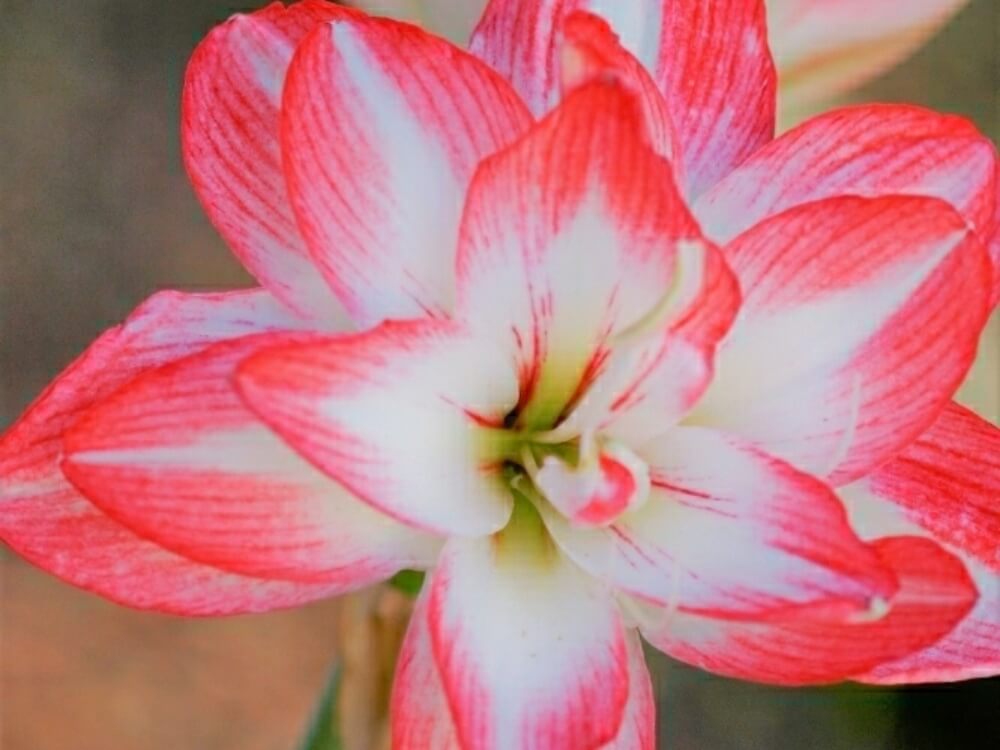 アマリリスの花言葉 色別の意味や花の種類 見頃の時期は Greensnap グリーンスナップ