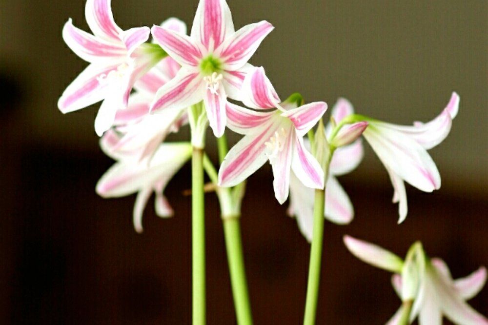 ミニアマリリス