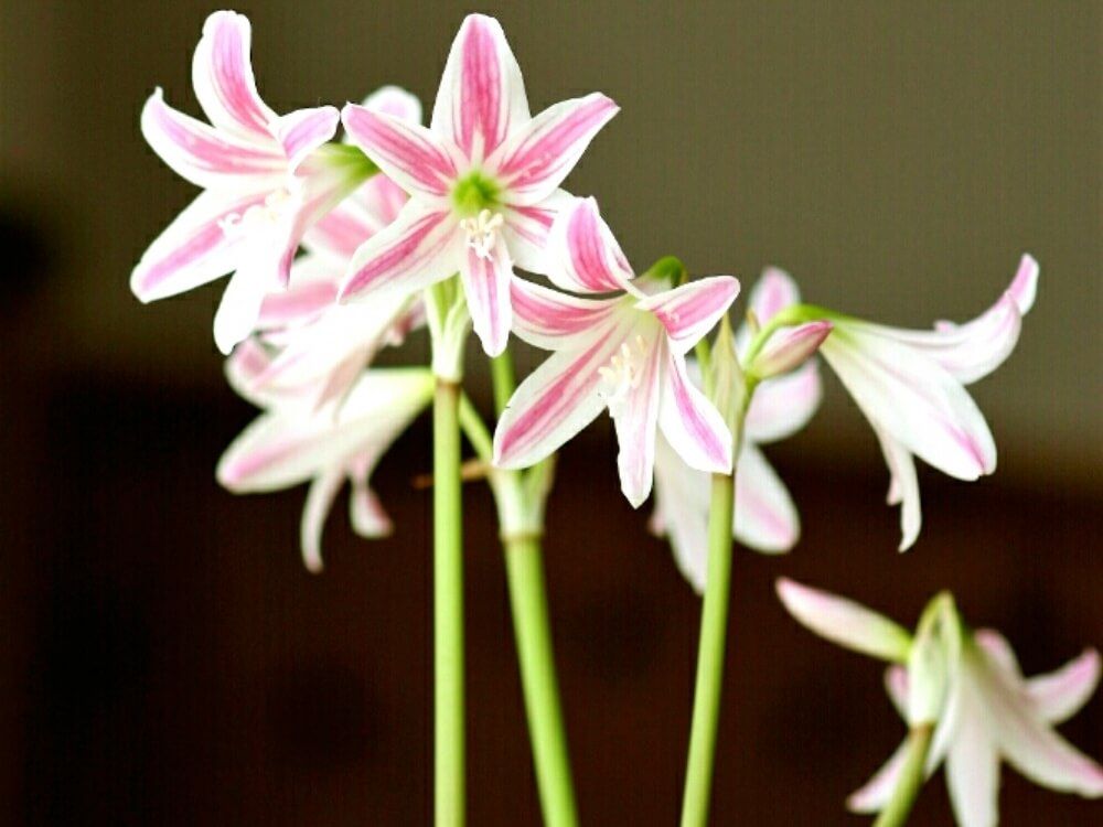 ミニアマリリス　ピンク色の花