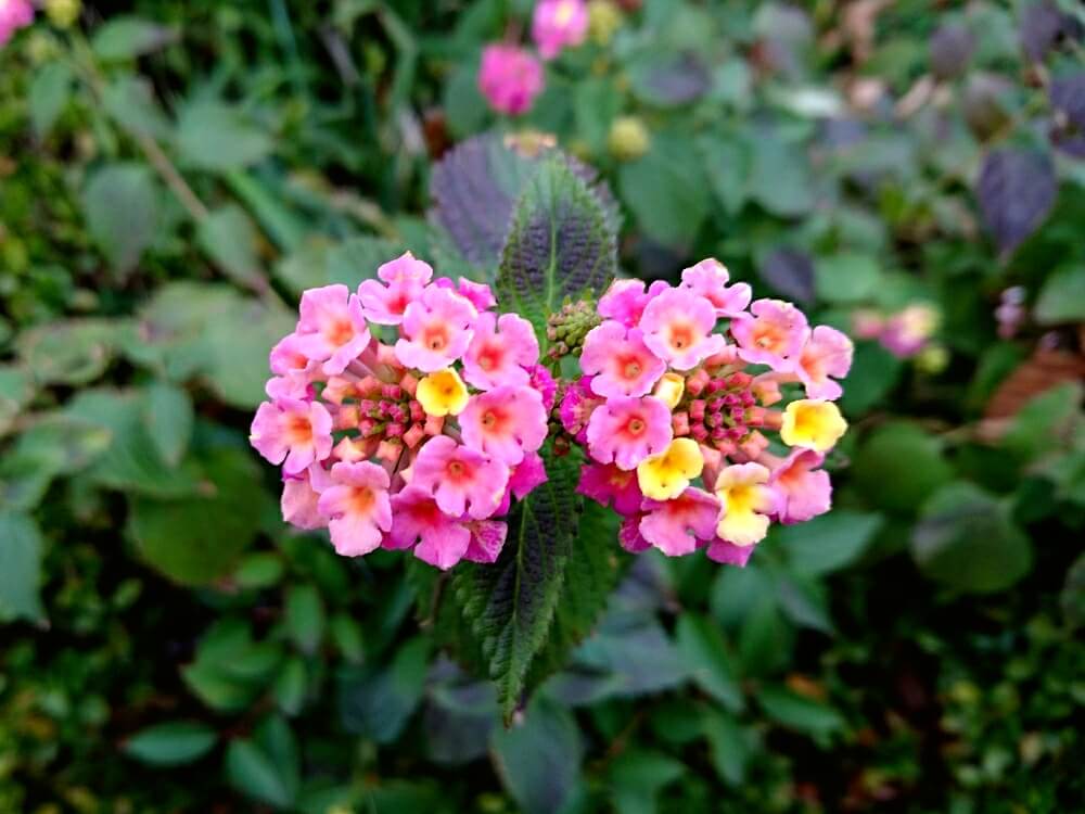 ランタナの花言葉 花の特徴や種類 おすすめの楽しみ方 Greensnap グリーンスナップ