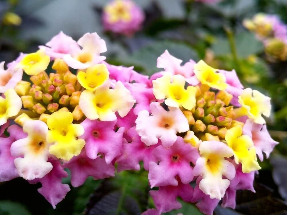 ランタナ　赤と黄色の花