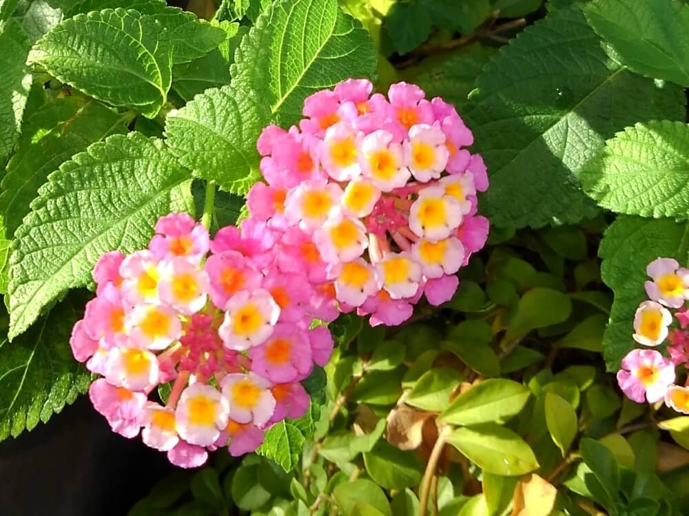ランタナ　赤い花　日向