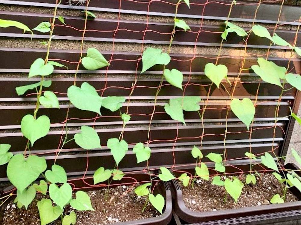 アサガオ　朝顔　グリーンカーテン　緑のカーテン