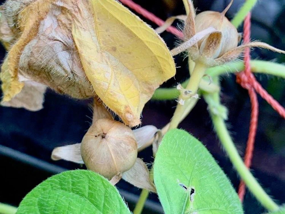 アサガオ　朝顔　グリーンカーテン　緑のカーテン