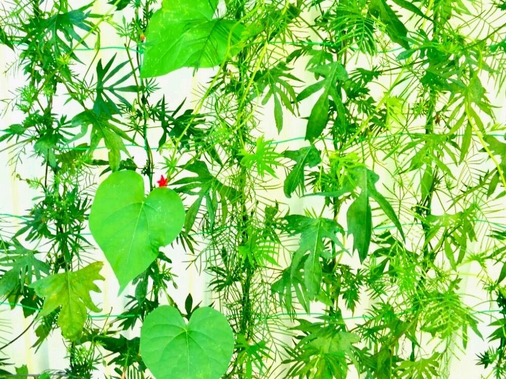 アサガオ　朝顔　グリーンカーテン　緑のカーテン
