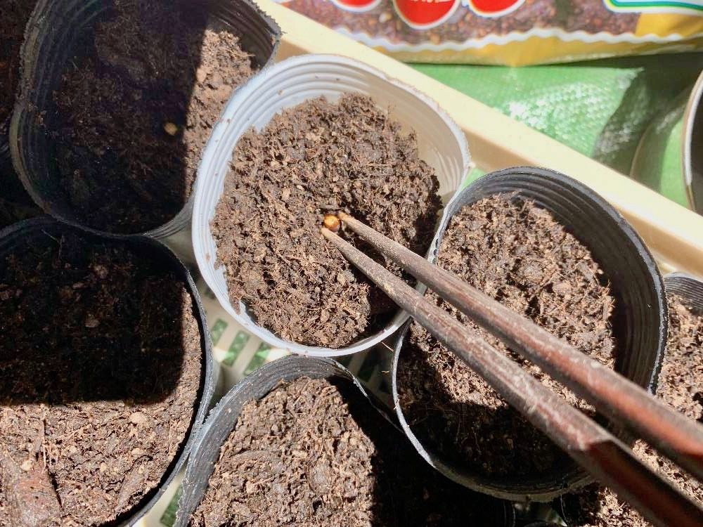 アサガオ　朝顔　グリーンカーテン　緑のカーテン