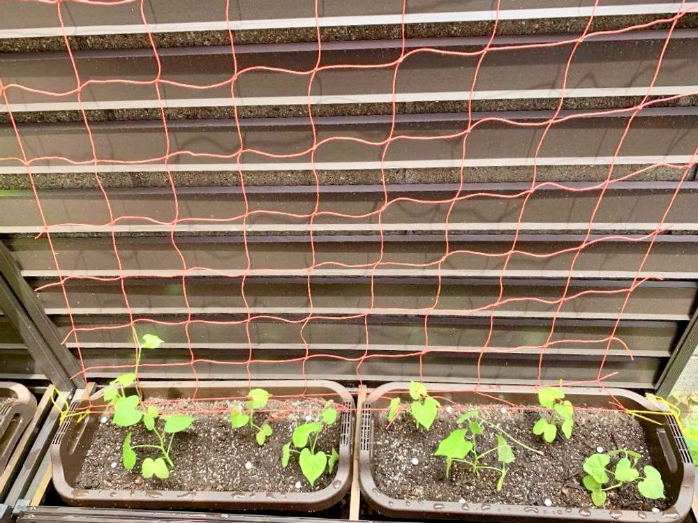 アサガオ　朝顔　グリーンカーテン　緑のカーテン