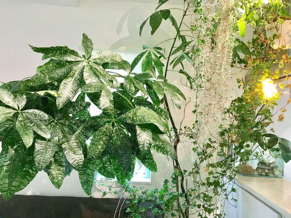 パキラ・ミルキーウェイ