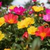 ポーチュラカの花言葉｜種類や花の特徴、寄せ植えの楽しみ方の画像