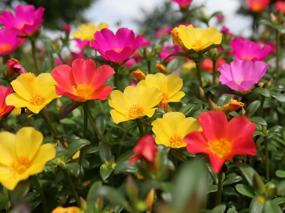 ポーチュラカの花言葉 種類や花の特徴 寄せ植えの楽しみ方 Greensnap グリーンスナップ